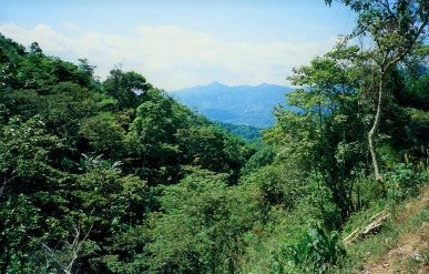 Mexican Organic - Fair Trade