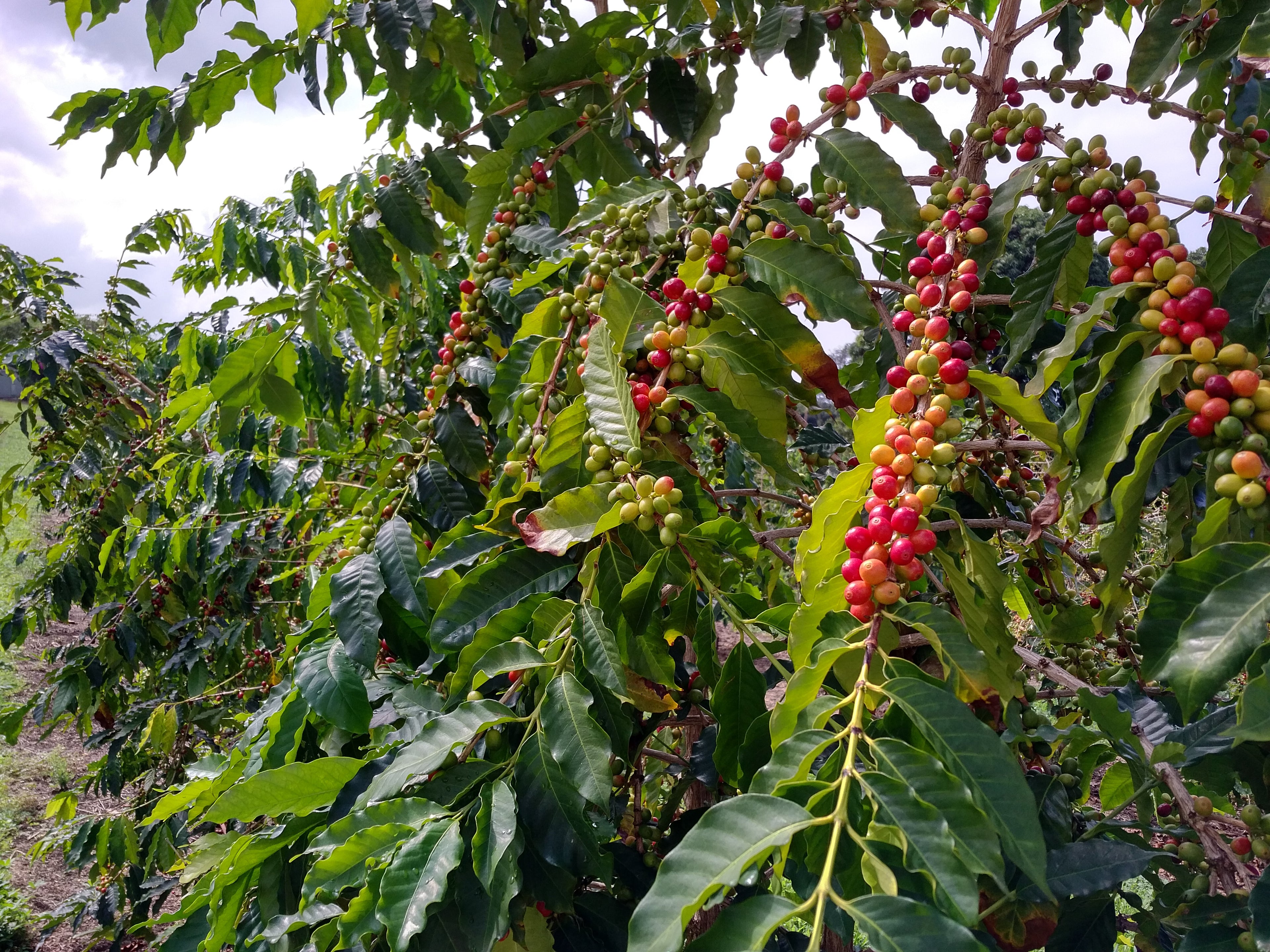 Guatemala Huehuetanango