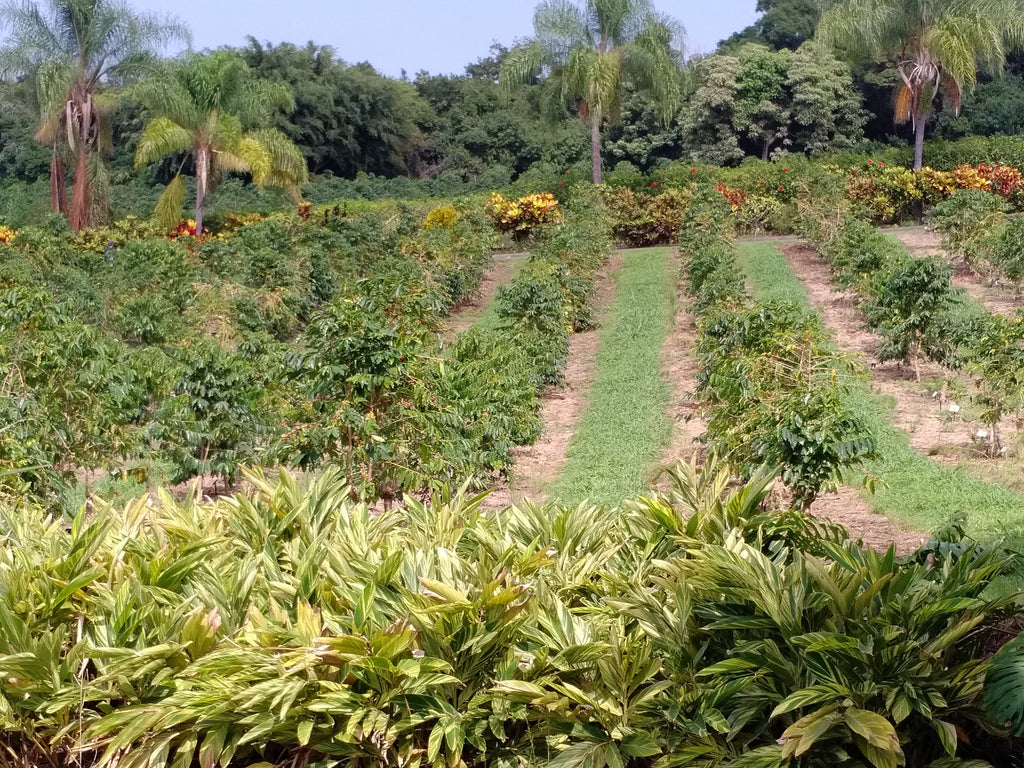 Columbian Supremo Medellin Antioquia