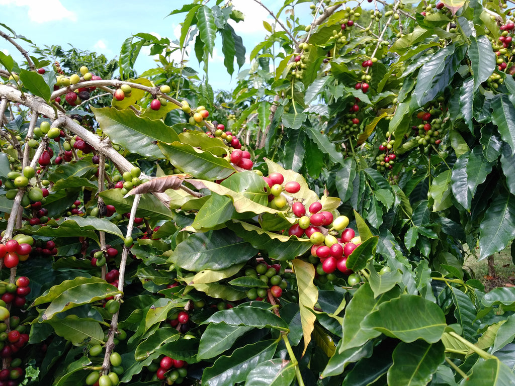 Columbian Supremo Medellin Antioquia